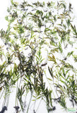 Bolbitus (BULLET PROOF) heudelotii, African Water Fern