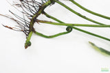 Bolbitus (BULLET PROOF) heudelotii, African Water Fern