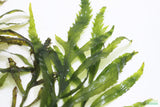 Bolbitus (BULLET PROOF) heudelotii, African Water Fern