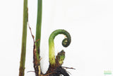 Bolbitus (BULLET PROOF) heudelotii, African Water Fern