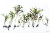 Bolbitus (BULLET PROOF) heudelotii, African Water Fern