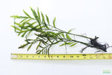 Bolbitus (BULLET PROOF) heudelotii, African Water Fern