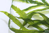 Bolbitus (BULLET PROOF) heudelotii, African Water Fern