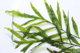 Bolbitus (BULLET PROOF) heudelotii, African Water Fern
