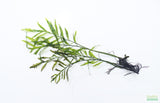 Bolbitus (BULLET PROOF) heudelotii, African Water Fern