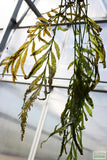 Bolbitus (BULLET PROOF) heudelotii, African Water Fern