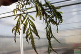Bolbitus (BULLET PROOF) heudelotii, African Water Fern