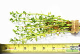 Moneywort.... Bacopa Monnieri   (HARDY, EASY Stem Plant)