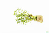 Moneywort.... Bacopa Monnieri   (HARDY, EASY Stem Plant)