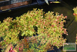 Bacopa caroliniana 'Yellow flame' (GOLDFISH PROOF!)