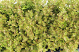 Bacopa caroliniana 'Yellow flame' (GOLDFISH PROOF!)