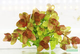 Bacopa caroliniana 'Yellow flame' (GOLDFISH PROOF!)