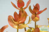 Bacopa caroliniana 'Yellow flame' (GOLDFISH PROOF!)