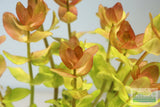 Bacopa caroliniana 'Yellow flame' (GOLDFISH PROOF!)