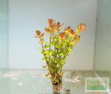 Bacopa caroliniana 'Yellow flame' (GOLDFISH PROOF!)