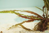 Crypt Balansae_Cryptocoryne_Background Crypt_Aquarium plant for sale_aquarium plants for sale