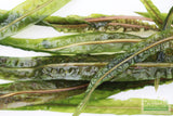 Crypt Balansae_Cryptocoryne_Background Crypt_Aquarium plant for sale_aquarium plants for sale