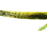 Crypt Balansae_Cryptocoryne_Background Crypt_Aquarium plant for sale_aquarium plants for sale