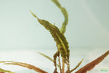 Crypt Balansae_Cryptocoryne_Background Crypt_Aquarium plant for sale_aquarium plants for sale