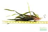 Crypt Balansae_Cryptocoryne_Background Crypt_Aquarium plant for sale_aquarium plants for sale