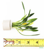 Cryptocoryne Parva_Crypt_Crytps_Aquarium Plant_aquarium Plants For Sale