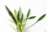 Cryptocoryne Parva_Short Crypt_Aquarium plant for sale_Aquarium plants for sale