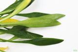 Cryptocoryne Parva_Short Crypt_Aquarium plant for sale_Aquarium plants for sale