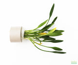 Cryptocoryne Parva_Short Crypt_Aquarium plant for sale_Aquarium plants for sale
