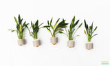 Cryptocoryne Parva_Short Crypt_Aquarium plant for sale_Aquarium plants for sale