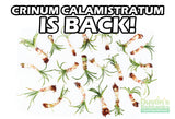 Crinum Calamistratum (Crazy Hardy Aquarium Plant) (3.24 photos)