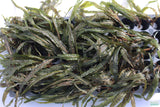 Crypt Balansae (background crypt aquarium plant)