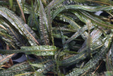 Crypt Balansae_Cryptocoryne_Background Crypt_Aquarium plant for sale_aquarium plants for sale