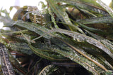 Crypt Balansae_Cryptocoryne_Background Crypt_Aquarium plant for sale_aquarium plants for sale