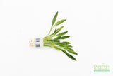 Cryptocoryne Parva_Short Crypt_Aquarium plant for sale_Aquarium plants for sale