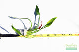 Cryptocoryne Parva_Short Crypt_Aquarium plant for sale_Aquarium plants for sale