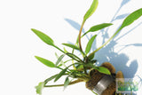 Cryptocoryne Parva_Short Crypt_Aquarium plant for sale_Aquarium plants for sale