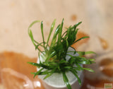 Cryptocoryne Parva (short crypt)