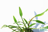 Cryptocoryne Parva_Short Crypt_Aquarium plant for sale_Aquarium plants for sale