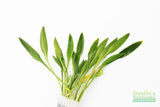 Cryptocoryne Parva_Short Crypt_Aquarium plant for sale_Aquarium plants for sale