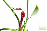 Cryptocoryne Parva_Short Crypt_Aquarium plant for sale_Aquarium plants for sale