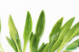 Cryptocoryne Parva_Short Crypt_Aquarium plant for sale_Aquarium plants for sale