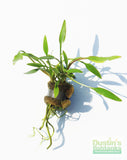 Cryptocoryne Parva_Short Crypt_Aquarium plant for sale_Aquarium plants for sale