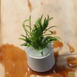 Cryptocoryne Parva (short crypt)