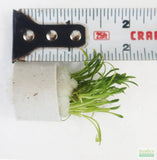 Cryptocoryne Parva (short crypt)