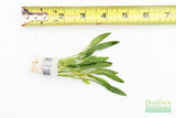 Cryptocoryne Parva_Short Crypt_Aquarium plant for sale_Aquarium plants for sale