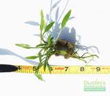 Cryptocoryne Parva_Short Crypt_Aquarium plant for sale_Aquarium plants for sale