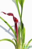 Cryptocoryne Parva_Short Crypt_Aquarium plant for sale_Aquarium plants for sale