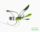 Cryptocoryne Parva_Short Crypt_Aquarium plant for sale_Aquarium plants for sale