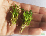 Cryptocoryne Parva_Short Crypt_Aquarium plant for sale_Aquarium plants for sale