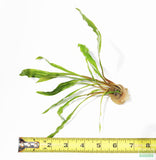 Cryptocoryne Spiralis_Aquarium Plant_Aquarium Plants_Crypt_Crypts_Spiralis